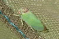 Iassus lanio