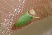 Iassus lanio