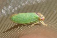 Iassus lanio