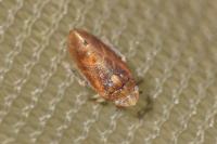 Tettigometra impressopunctata