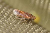 Tettigometra impressopunctata