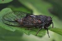 Cicadetta montana/petryi/cantilatrix