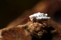 Orthezia urticae