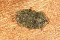 Ledra aurita