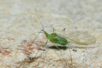 Acyrthosiphon pisum