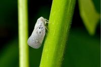 Metcalfa pruinosa
