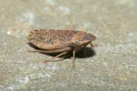 Aphrodes bicinctus