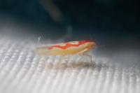 Zygina flammigera