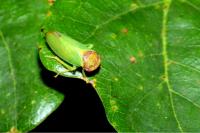 Iassus lanio