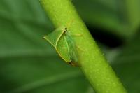 Stictocephala alta