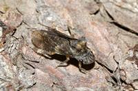 Ledra aurita