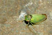 Iassus lanio