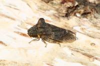 Ledra aurita
