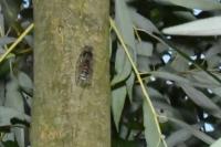 Cicada orni