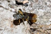 Ledra aurita