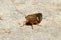 Aphrophora alni