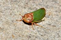 Iassus lanio
