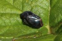 Penthimia nigra