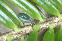 Cinara pectinatae