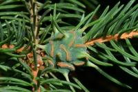 Sacchiphantes
