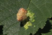 Tetraneura caerulescens