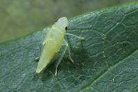Graphocephala fennahi