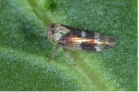 Acericerus ribauti