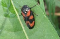 Cercopis vulnerata