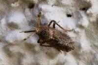 Asiraca clavicornis