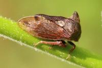 Centrotus cornutus