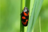 Cercopis vulnerata
