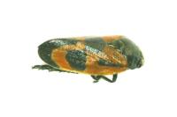 Haematoloma dorsata