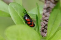 Cercopis vulnerata
