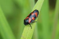 Cercopis vulnerata