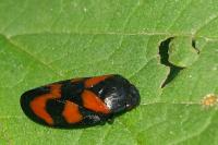 Cercopis vulnerata