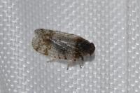 Tachycixius pilosus