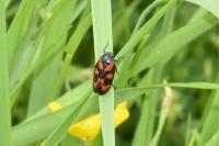 Cercopis vulnerata