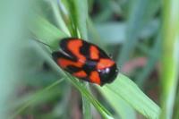Cercopis vulnerata
