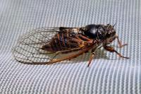 Cicadetta