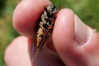 Cicadetta