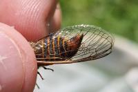 Cicadetta