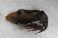 Centrotus cornutus