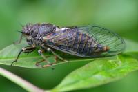 Cicadetta