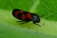 Cercopis vulnerata