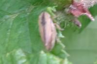 Philaenus spumarius