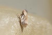 Lepyronia coleoptrata