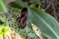 Haematoloma dorsata