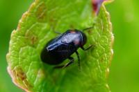 Penthimia nigra