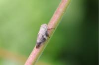 Aphrophora alni