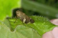 Aphrophora alni